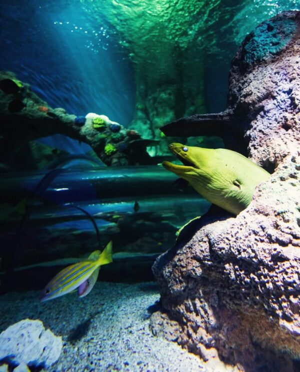 SEALIFE Great Yarmouth