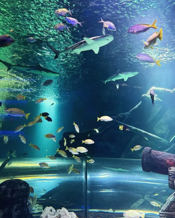 SEALIFE Great Yarmouth