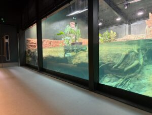 Bristol Zoo's central African forest project