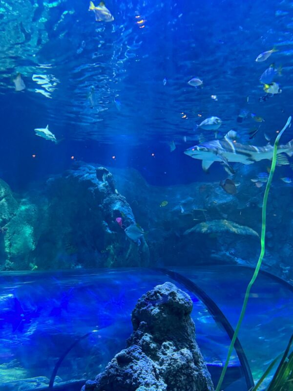 Sealife Helsinki ocean tank refurbishment