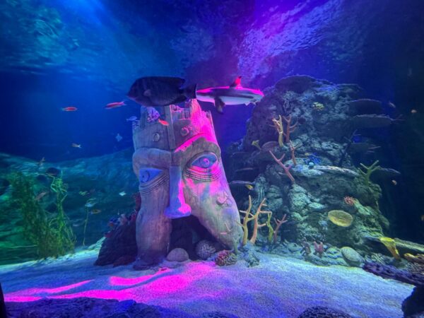 Sealife Helsinki ocean tank refurbishment