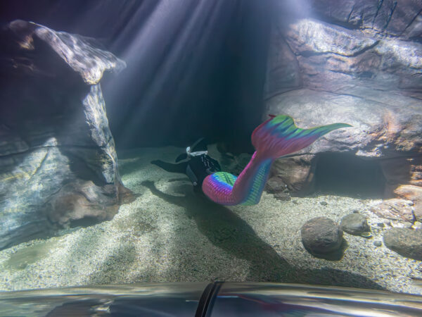 Havets Hus tunnel aquarium refurbishment