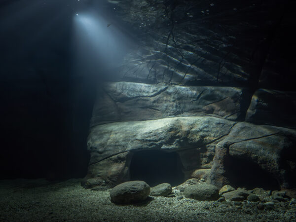 Havets Hus tunnel aquarium refurbishment