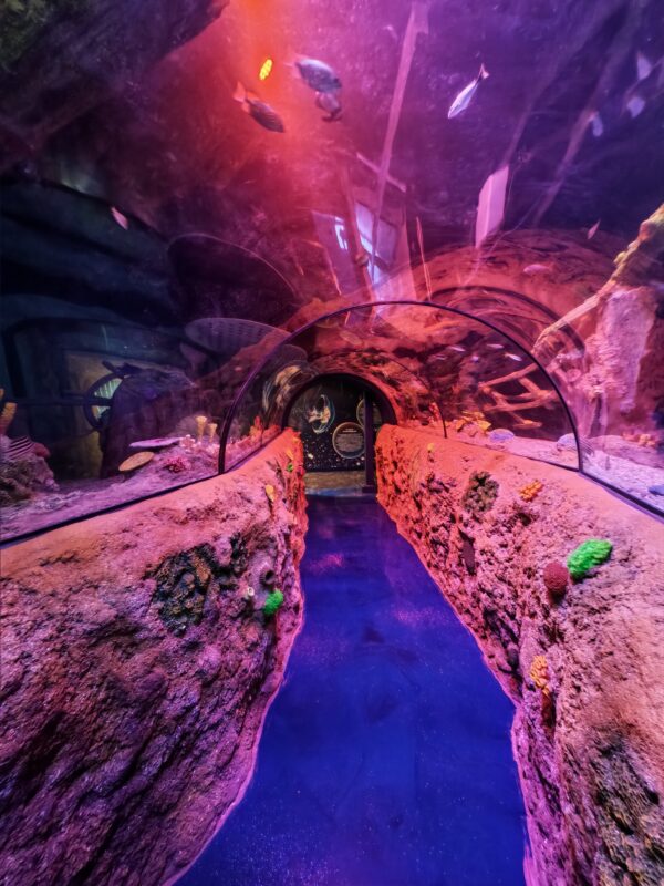 ATL's Dutch aquarium revamp